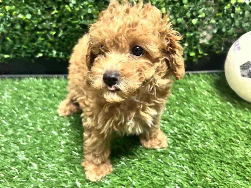 Male Poodle Puppy for Sale in Cordova, TN