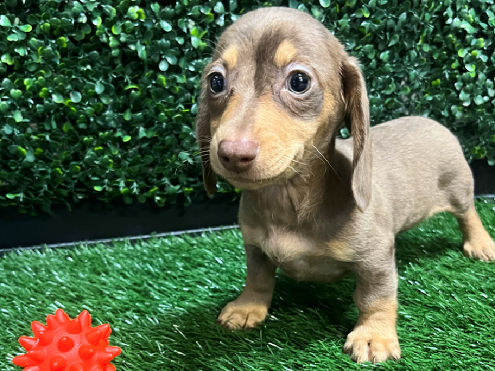 Female Dachshund Puppy for Sale in Cordova, TN