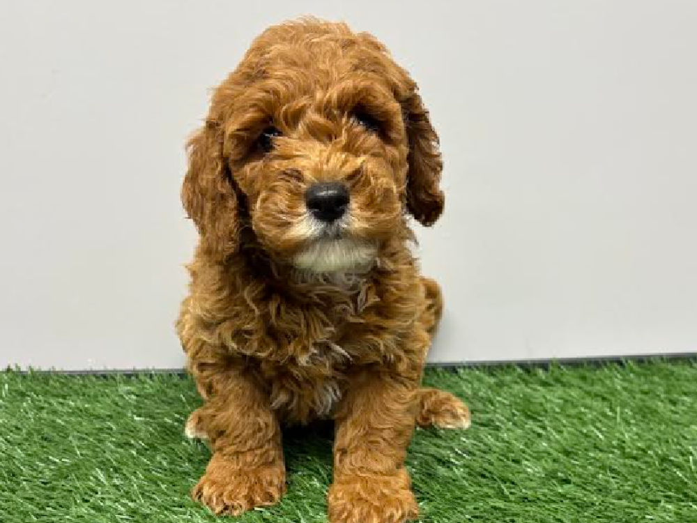 Male Mini Goldendoodle Puppy for Sale in Cordova, TN