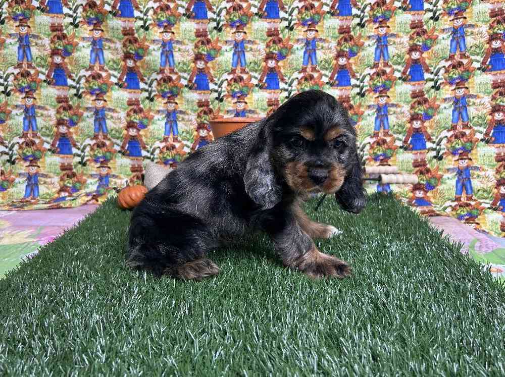 Male Cocker Spaniel Puppy for Sale in ,