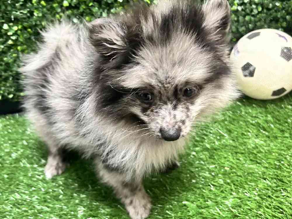 Male Pomeranian Puppy for Sale in Cordova, TN