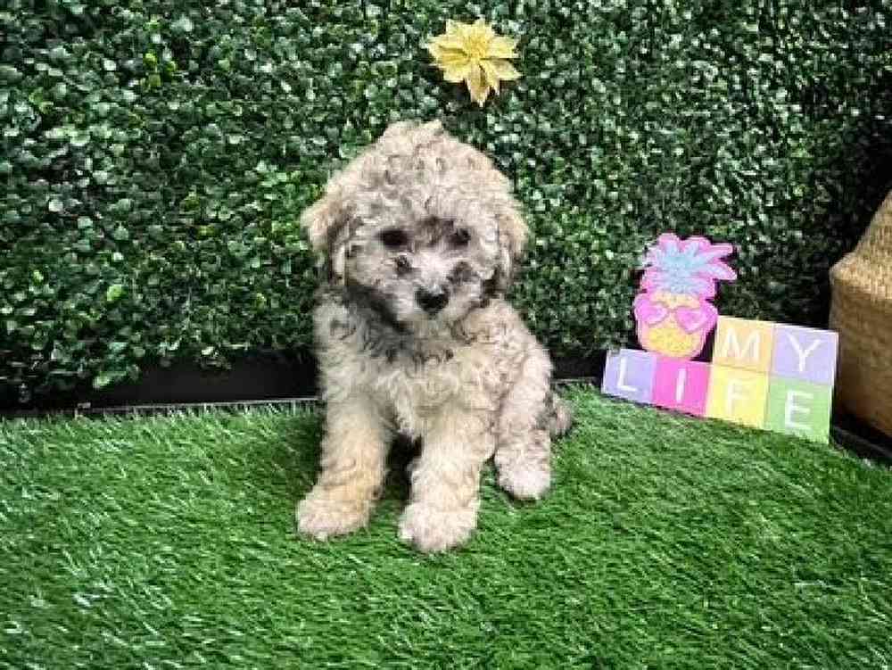 Male Maltipoo Puppy for Sale in Cordova, TN