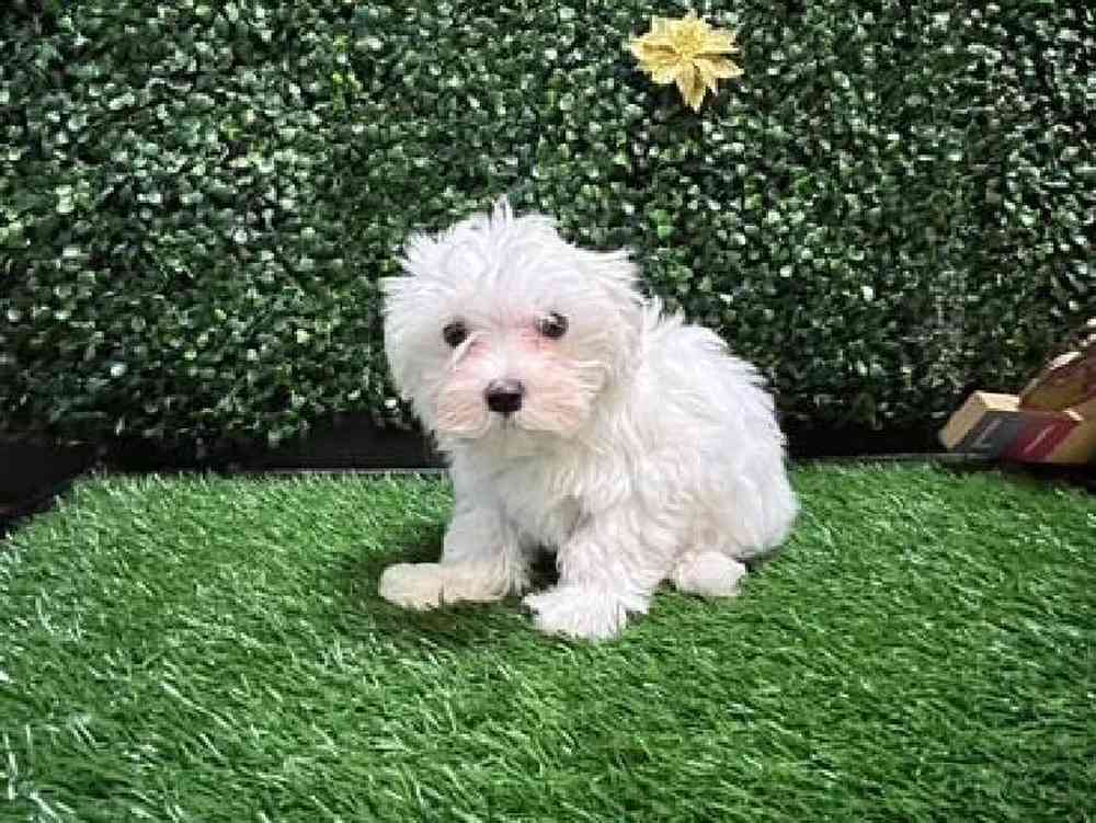 Male Maltese Puppy for Sale in Cordova, TN