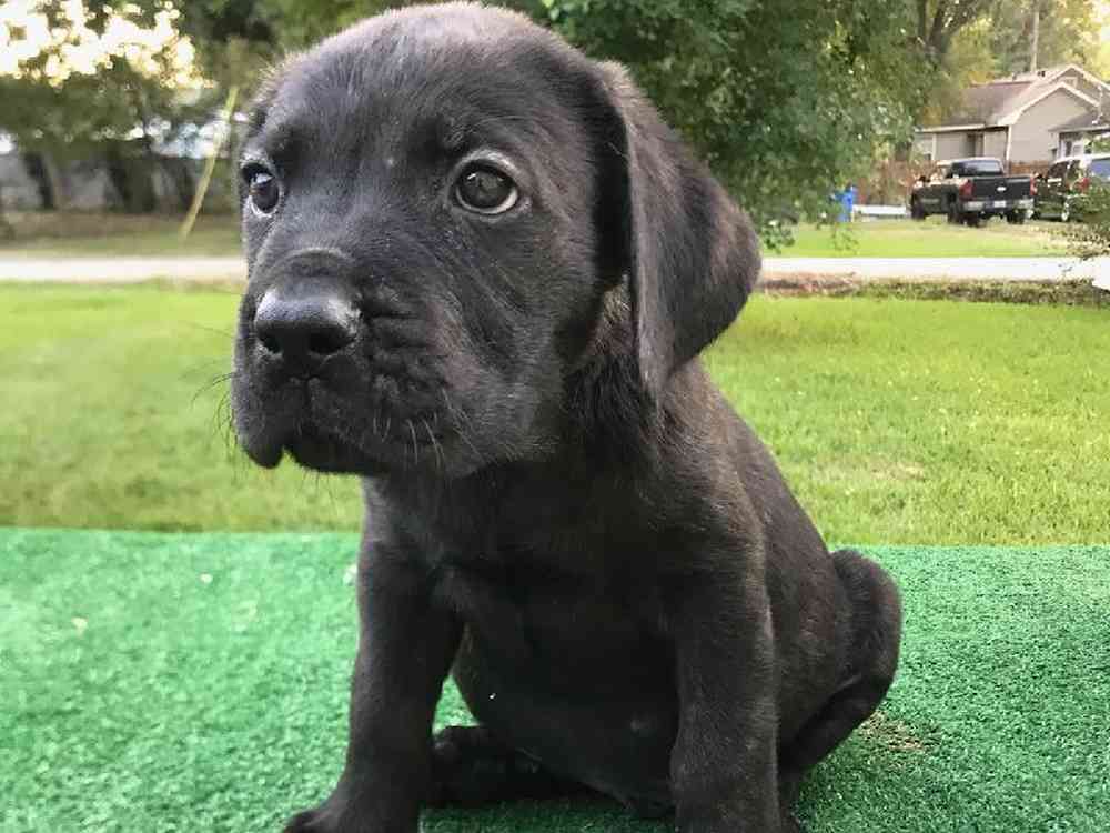 Male Cane Corso Puppy for Sale in ,