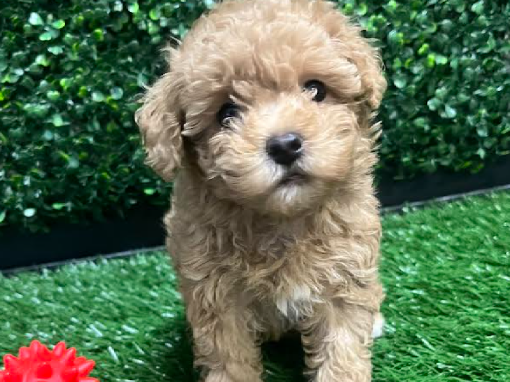 Female Poodle Puppy for Sale in Cordova, TN