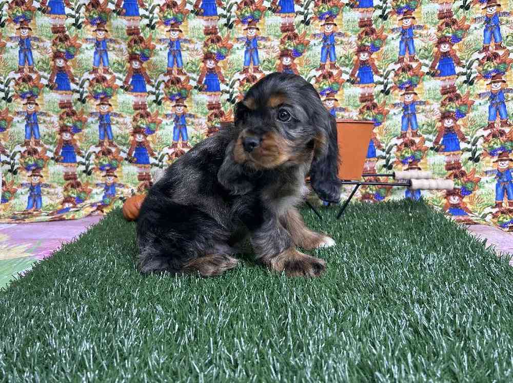 Male Cocker Spaniel Puppy for Sale in ,