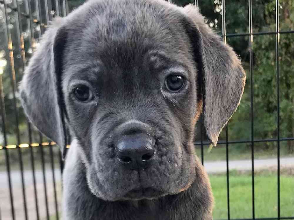 Male Cane Corso Puppy for Sale in ,