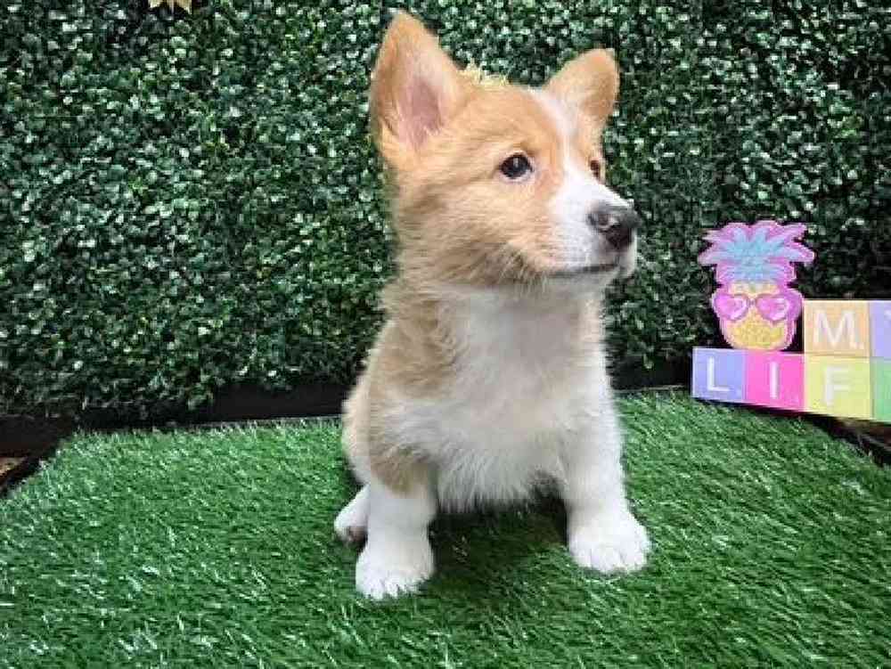 Female Pembroke Welsh Corgi Puppy for Sale in Cordova, TN