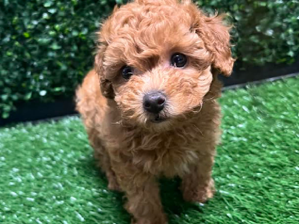 Female Poodle Puppy for Sale in Cordova, TN