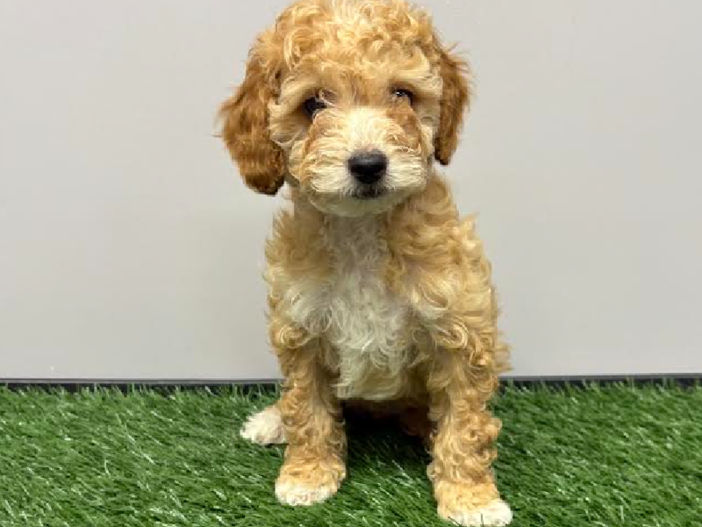 Female Cockapoo Puppy for Sale in Cordova, TN