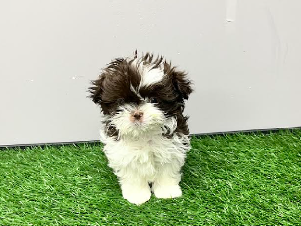 Female Shih Tzu Puppy for Sale in Cordova, TN