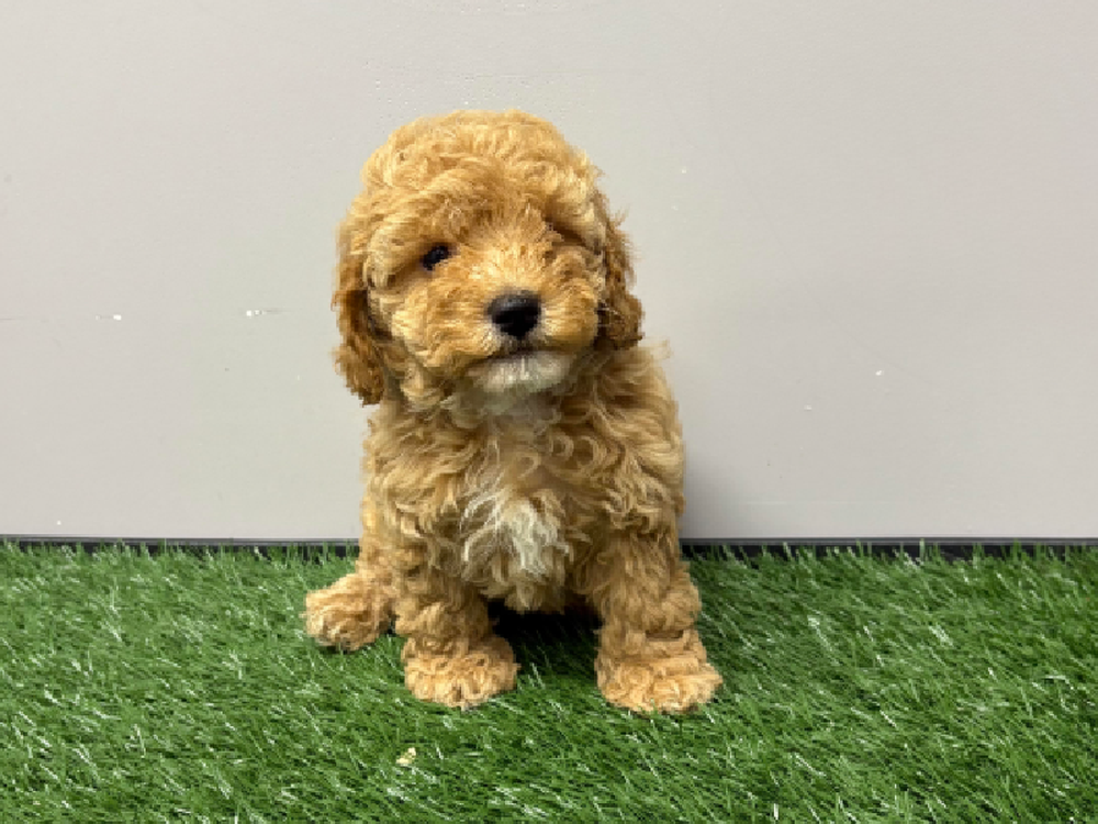 Female Cockapoo Puppy for Sale in Cordova, TN