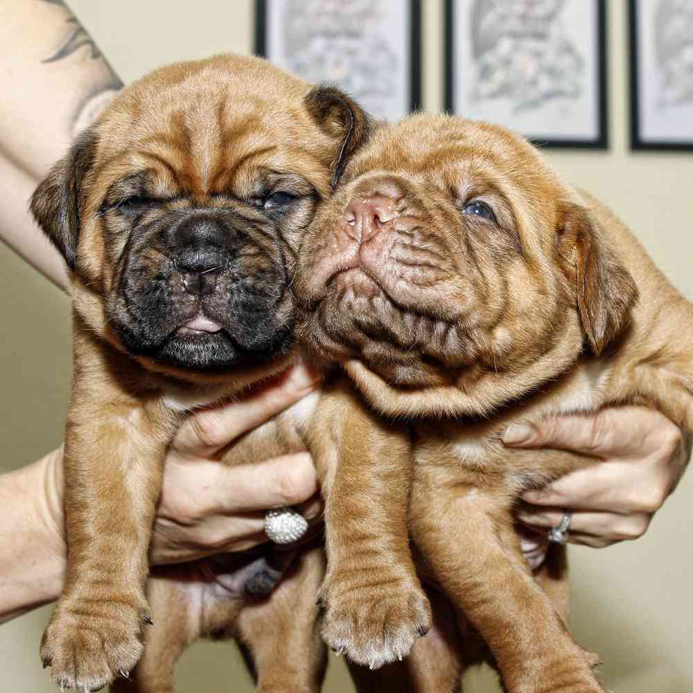 Dogue De Bordeaux image