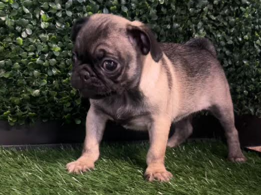 Female Pug Puppy for Sale in Cordova, TN