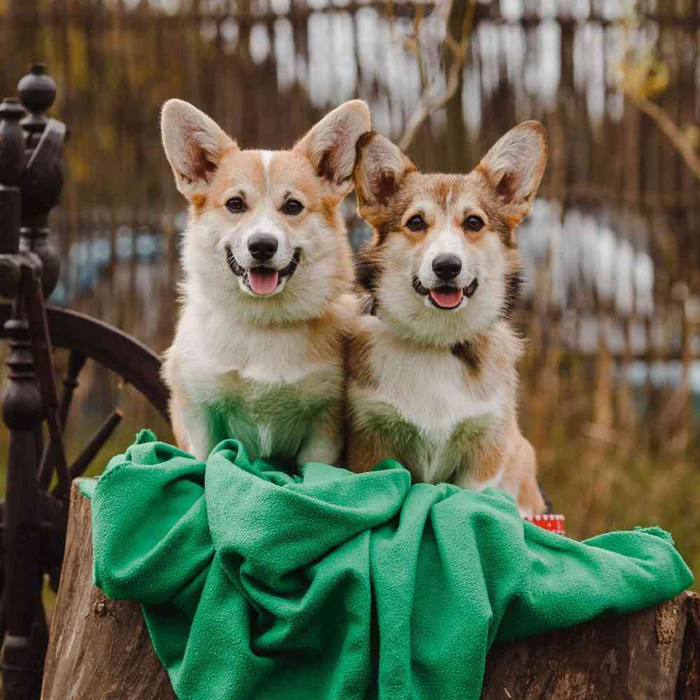 Cardigan Welsh Corgi image