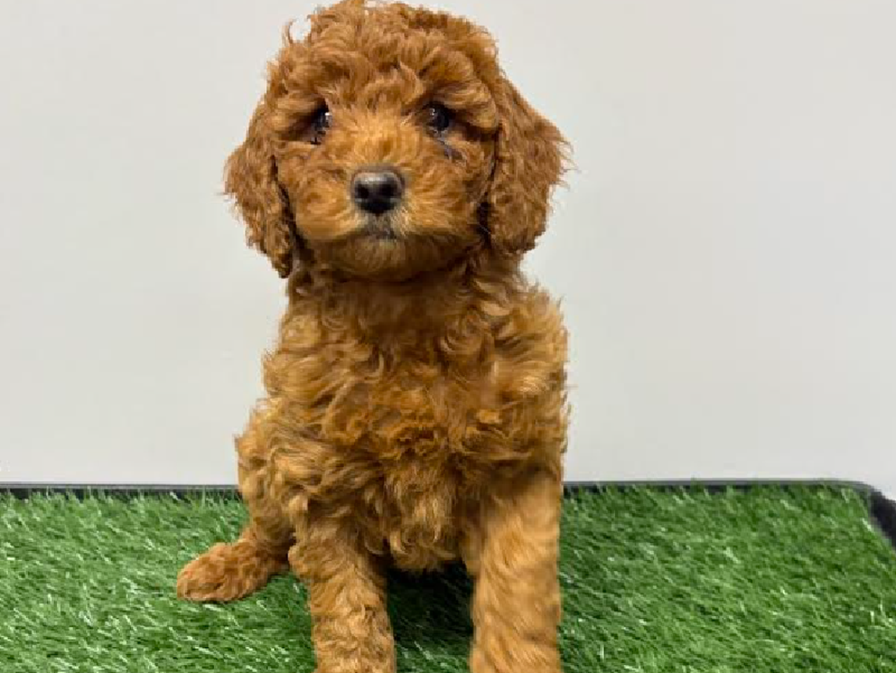 Female Mini Goldendoodle Puppy for Sale in Cordova, TN