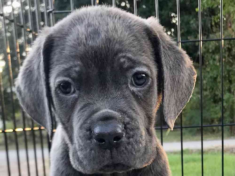 Female Cane Corso Puppy for Sale in ,