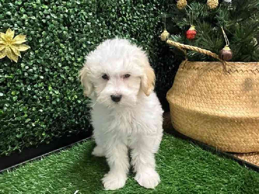 Male Maltipoo Puppy for Sale in Cordova, TN