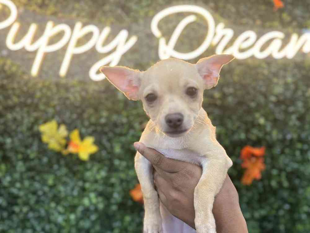 Male Chihuahua Puppy for Sale in Little Rock, AR