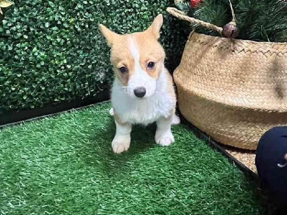 Female Pembroke Welsh Corgi Puppy for Sale in Cordova, TN