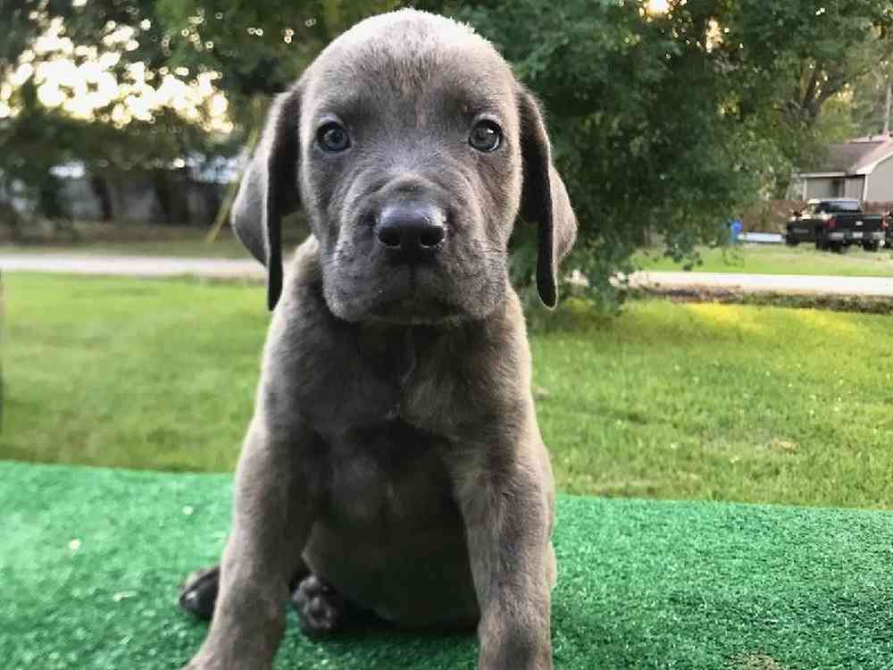 Male Cane Corso Puppy for Sale in ,