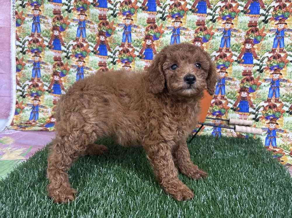 Female Mini Goldendoodle Puppy for Sale in Arlington, TX