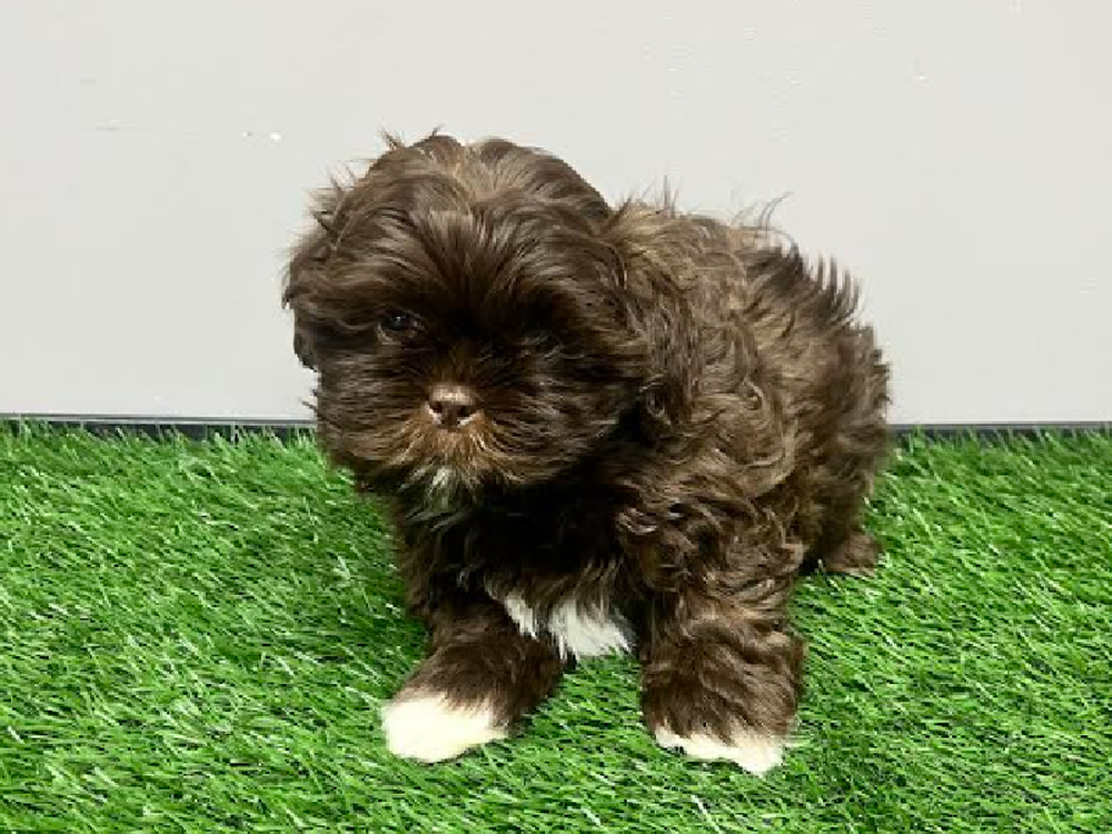 Male Shih Tzu Puppy for Sale in Cordova, TN