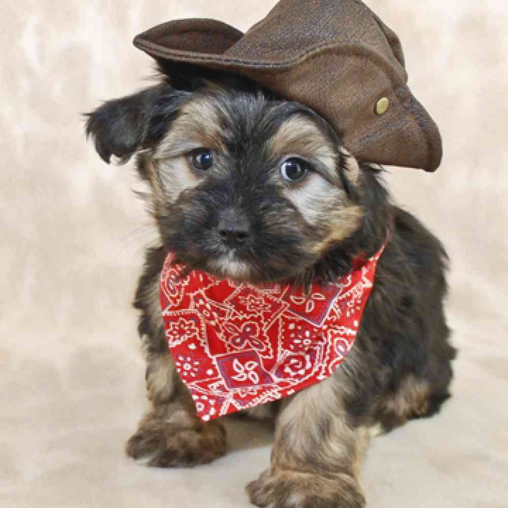 Yorkie-Poo Puppies for Sale