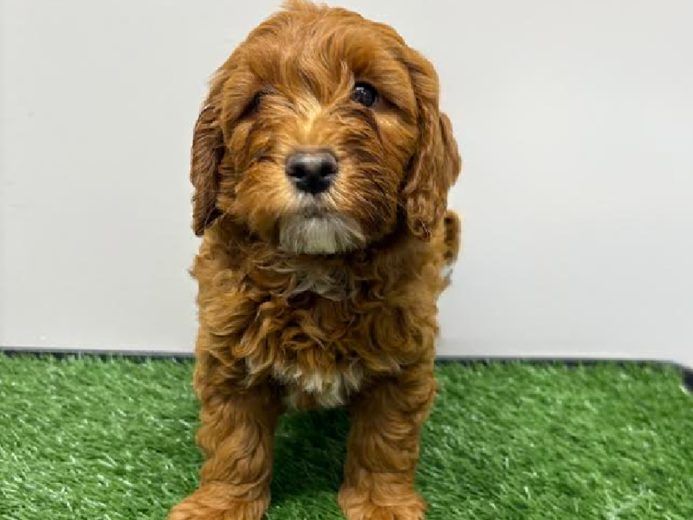 Male Mini Goldendoodle Puppy for Sale in Cordova, TN