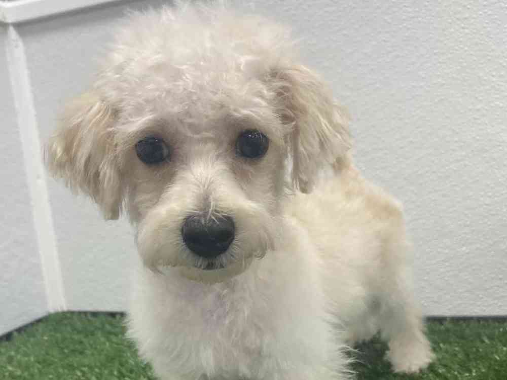 Male Bichon-Poodle Puppy for Sale in Little Rock, AR