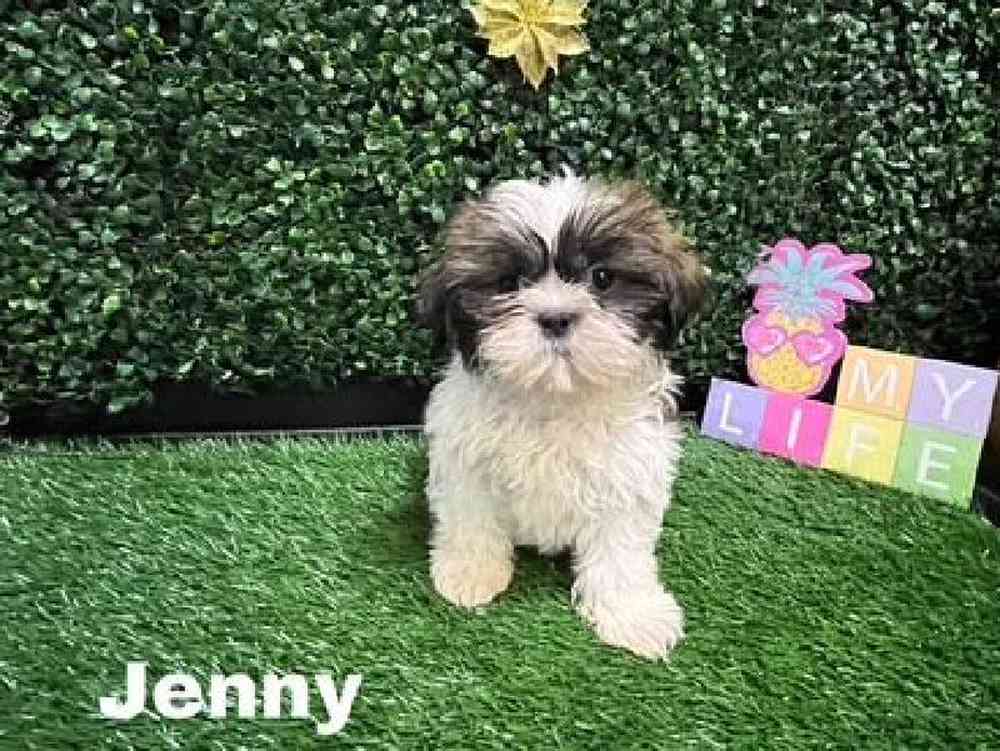 Female Shih Tzu Puppy for Sale in Cordova, TN