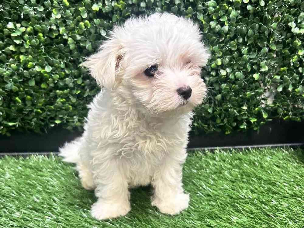 Female Maltese Puppy for Sale in Cordova, TN