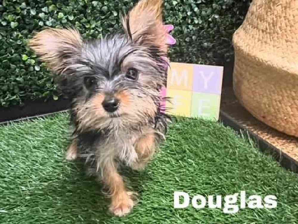 Male Yorkie Puppy for Sale in Cordova, TN