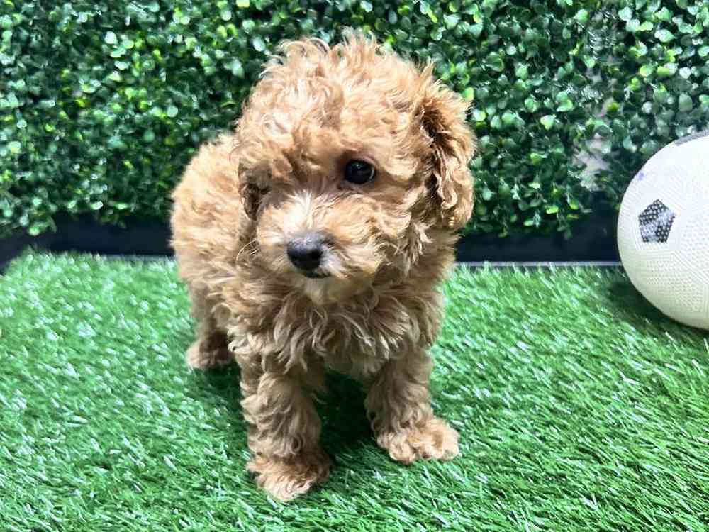 Male Poodle Puppy for Sale in Cordova, TN