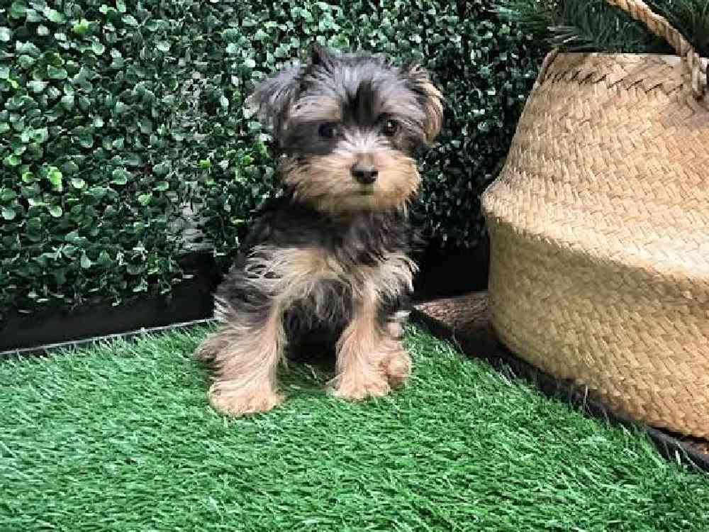 Male Yorkie Puppy for Sale in Cordova, TN