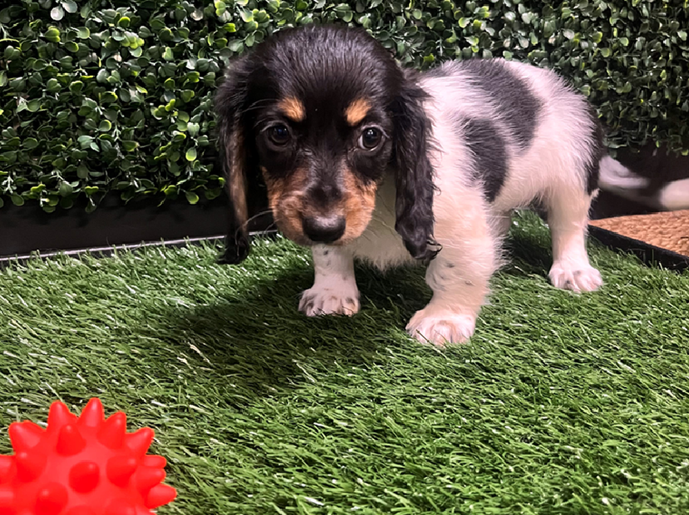 Female Dachshund Puppy for Sale in Cordova, TN