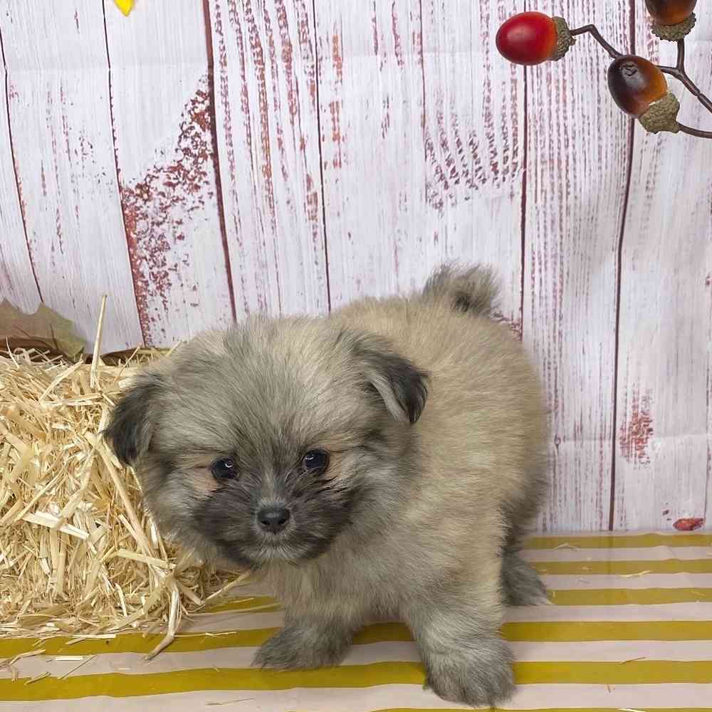 Shih Tzu-Pom image