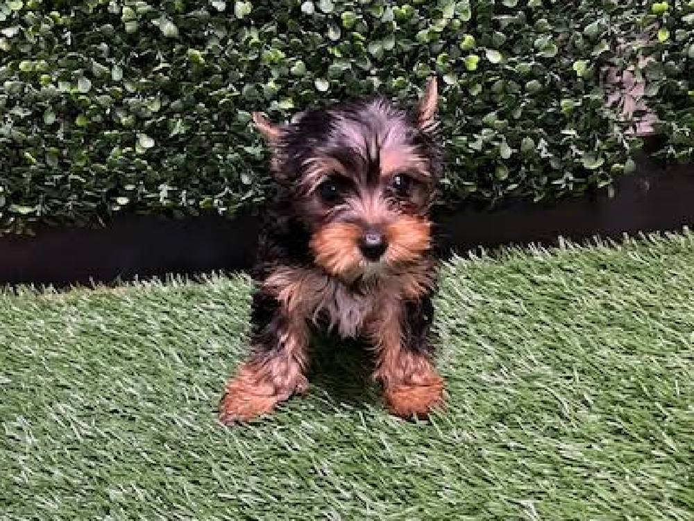 Male Yorkie Puppy for Sale in Cordova, TN