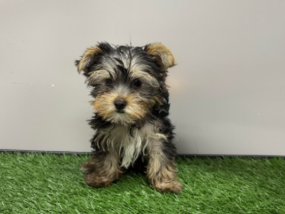 Female Yorkie Puppy for Sale in Cordova, TN