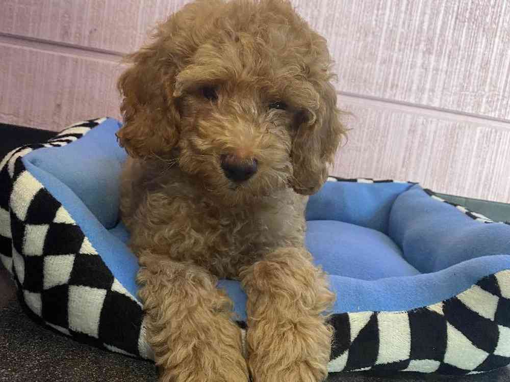 Male Cockapoo Puppy for Sale in Little Rock, AR