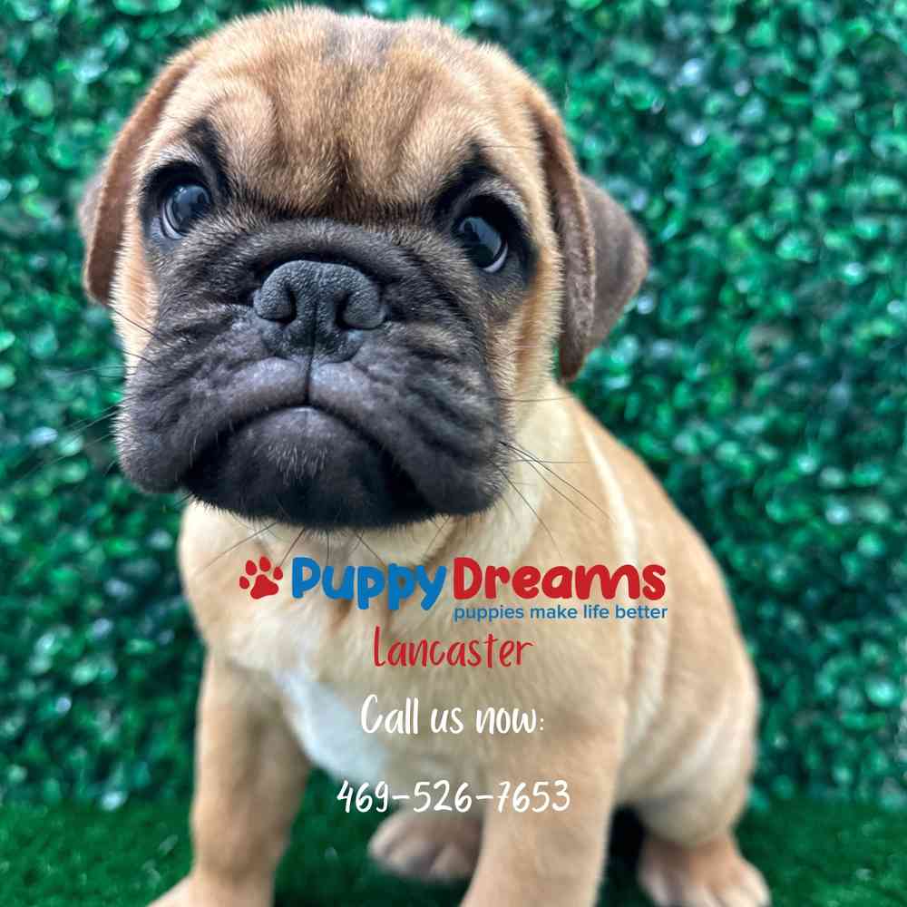 Mini Bulldog image