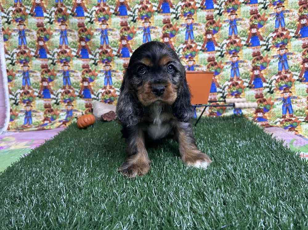 Male Cocker Spaniel Puppy for Sale in ,