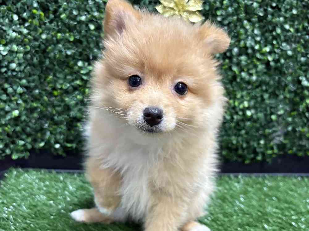 Female Pomeranian Puppy for Sale in Cordova, TN