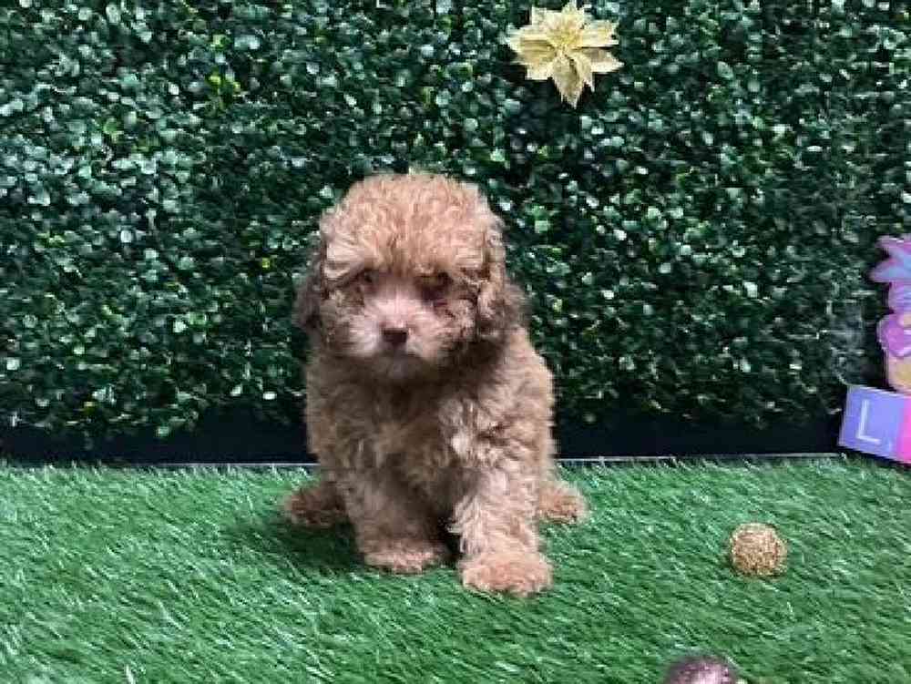 Male Mini Poodle Puppy for Sale in Cordova, TN