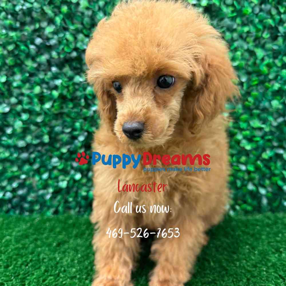 toy Poodle image