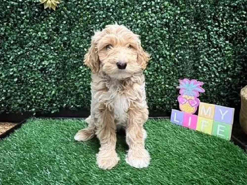 Female Mini Goldendoodle Puppy for Sale in Cordova, TN