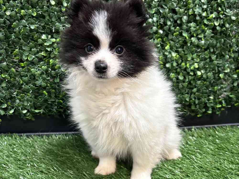 Male Pomeranian Puppy for Sale in Cordova, TN