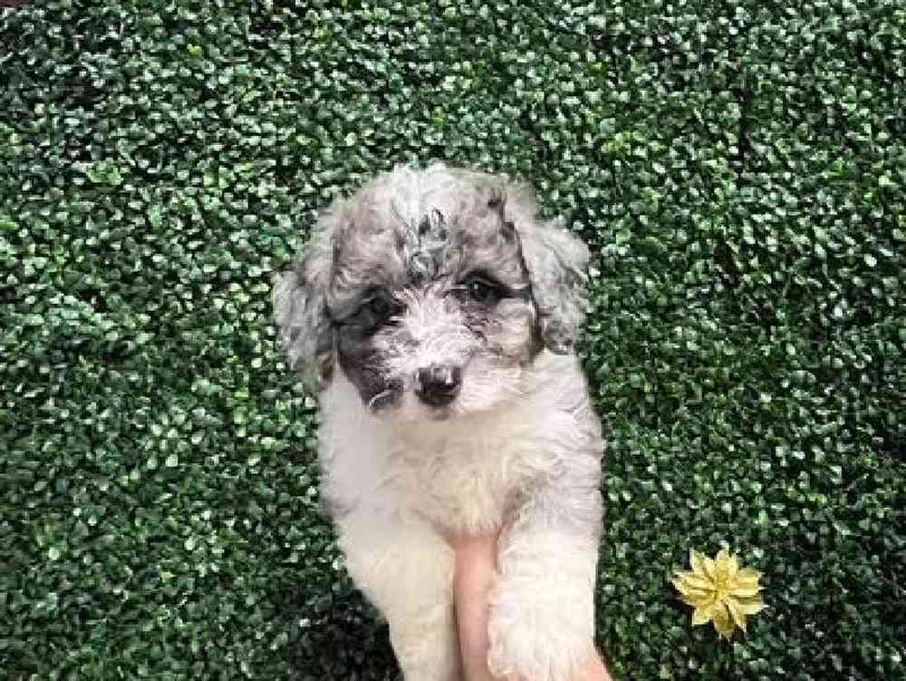 Female Bernedoodle-mini poodle Puppy for Sale in Cordova, TN