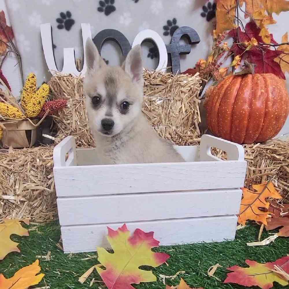 Female Alaskan Klee Kai Puppy for Sale in Arlington, TX