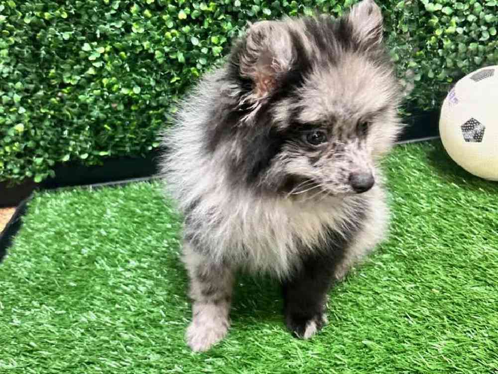 Male Pomeranian Puppy for Sale in Cordova, TN